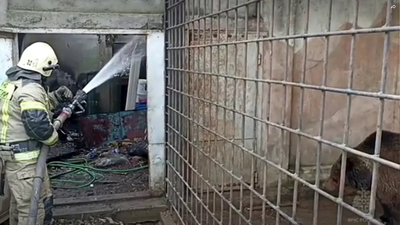 Over 200 exotic animals killed after horror blaze at Crimea zoo inside abandoned amusement park...