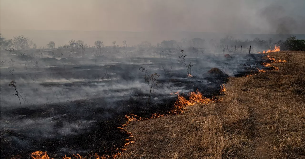 Cerrado: as dez cidades que mais desmatam o segundo maior bioma brasileiro