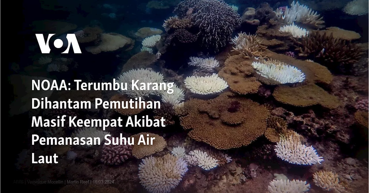 NOAA: Terumbu Karang Dihantam Pemutihan Masif Keempat Akibat Pemanasan Suhu Air Laut