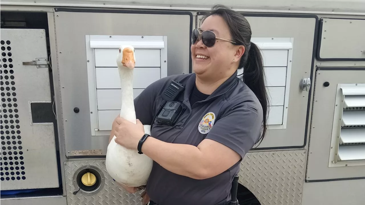 Wild Goose chase: Geese that were missing from Bethany Lakes Park in Allen found