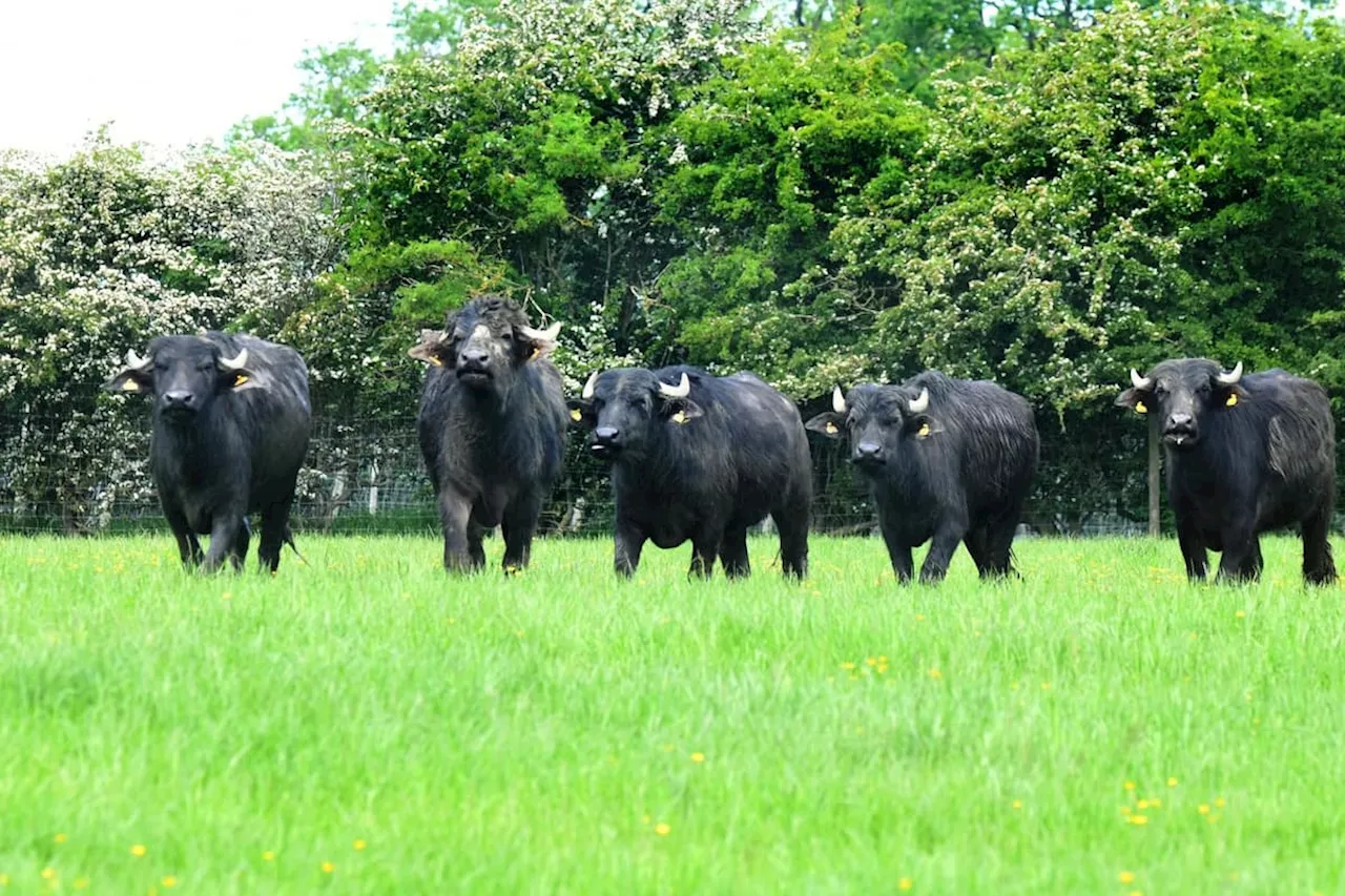 Family Turns Buffalo Farm into Niche Market Success