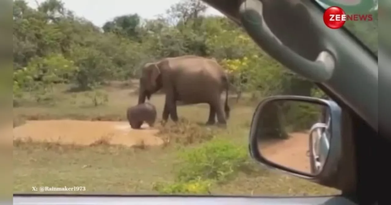 Elephant Video: नन्हे हाथी को नहलाने के लिए हथिनी ने तालाब से मगरमच्छ को लात मारकर भगाया, देखें मजेदार वीडियो