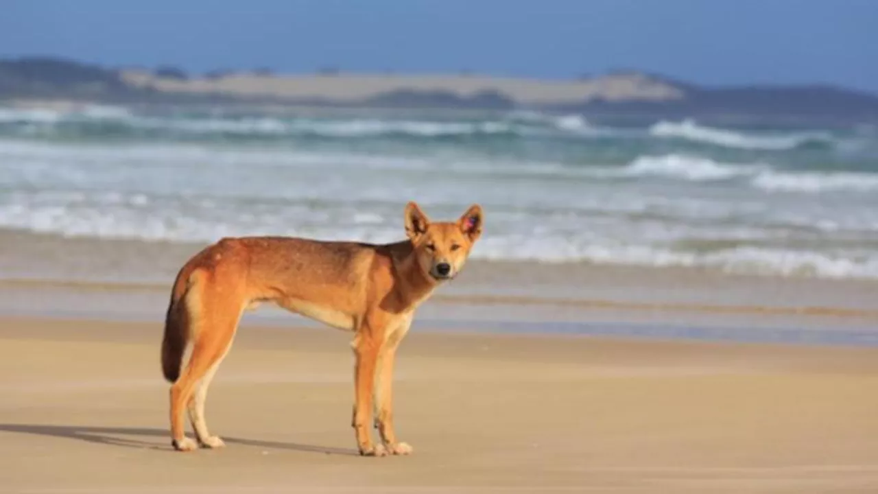 Another child bitten by dingo on Queensland tourist island K’gari