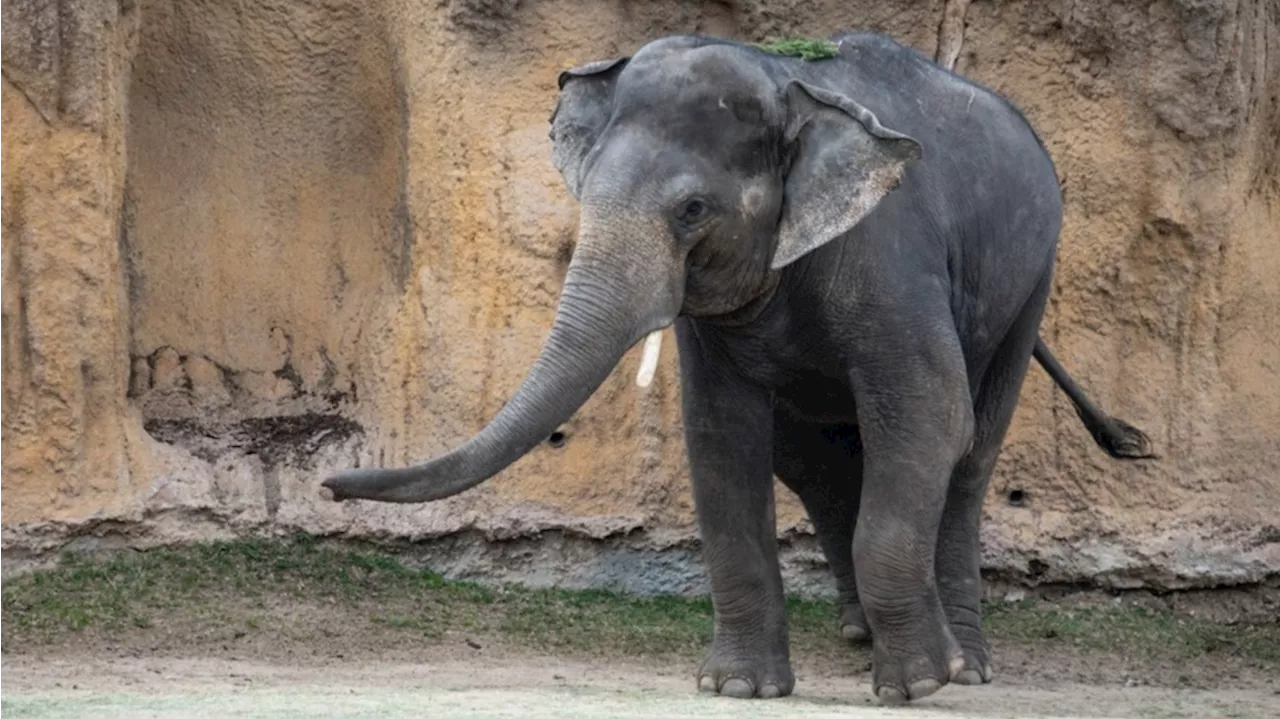 Denver Zoo elephant is going to a new zoo