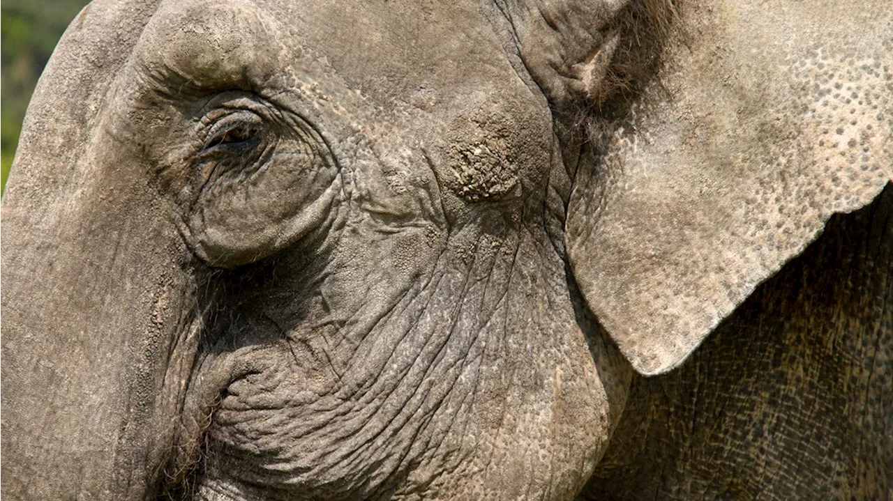 Escaped circus elephant takes a stroll through town