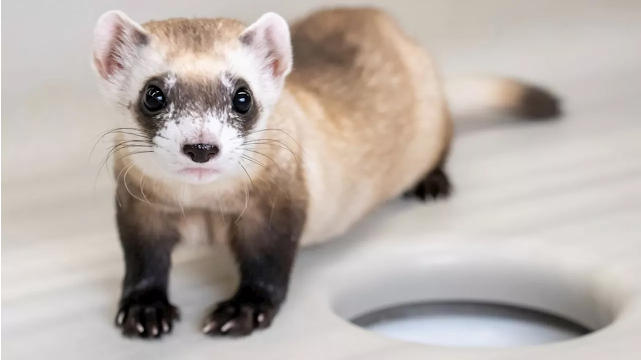 Two female ferrets, Noreen and Antonia, are latest clones of frozen 1980s critter