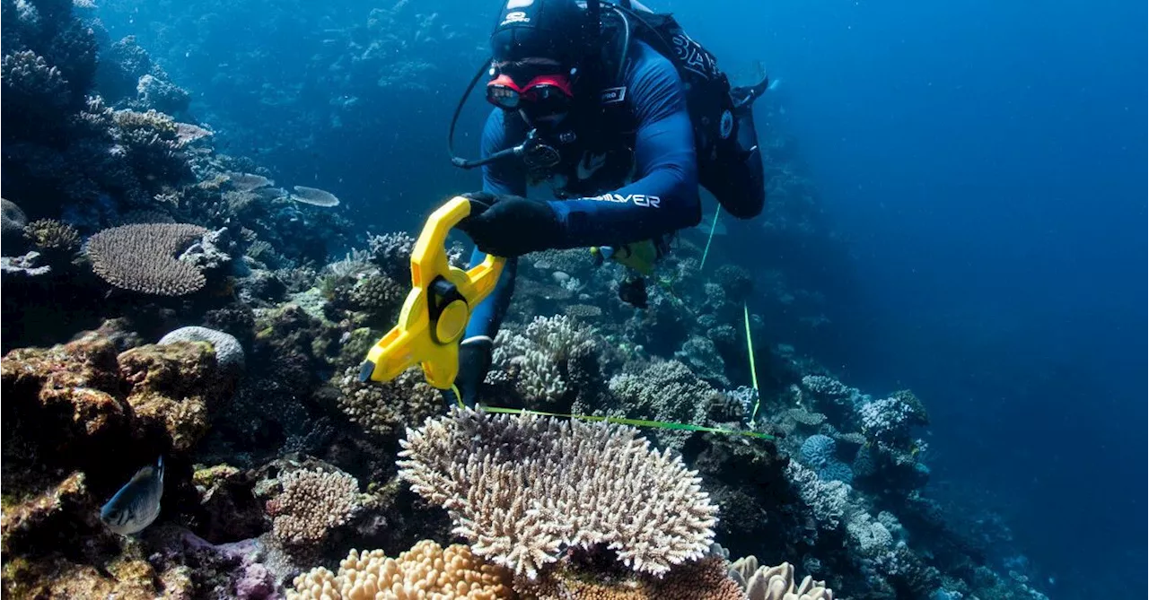 'Resilience has limits': Global coral crisis hits Great Barrier Reef