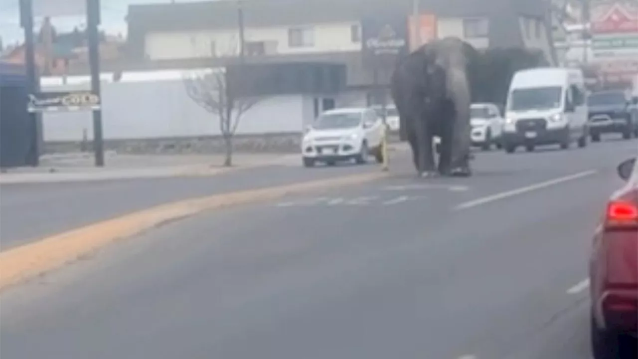 Vehicle backfiring startled a circus elephant into a Montana street