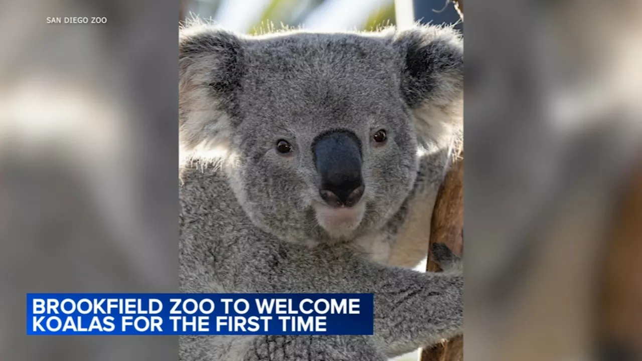 Brookfield Zoo to welcome 2 koalas for the first time