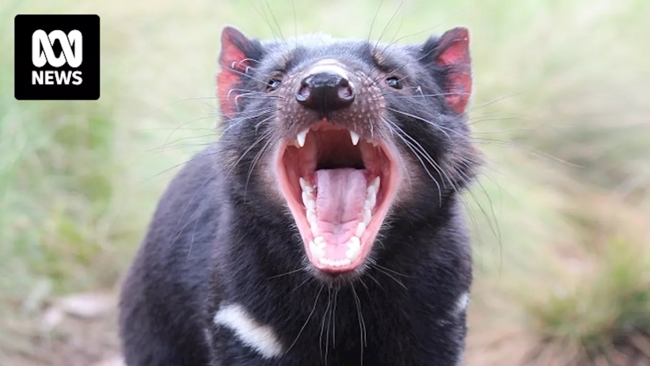 Tasmanian Devil tooth and other rare artefacts found during re-excavation of Pilbara's Juukan Gorge