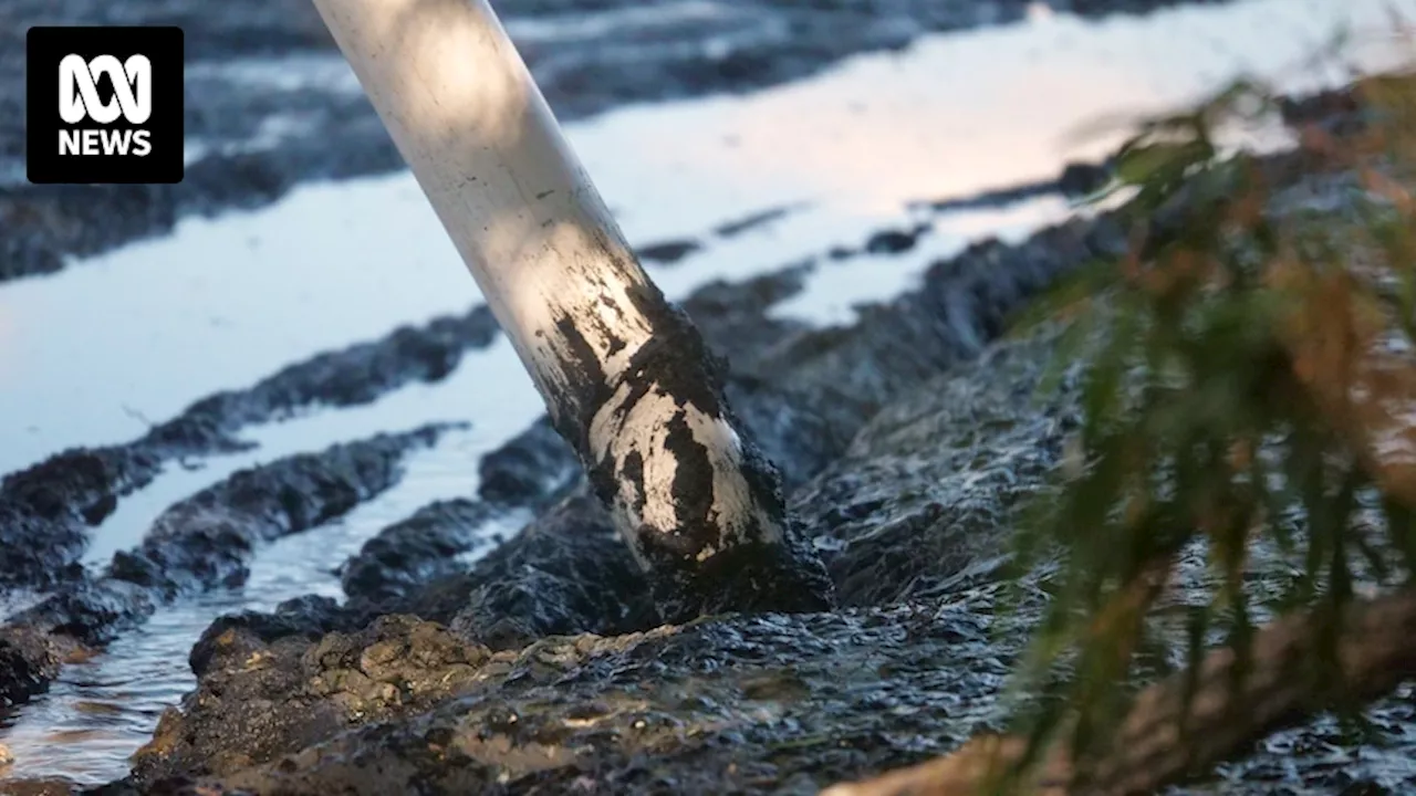 Work to remove noxious rotting algae from Vasse-Wonnerup Estuary commences in WA