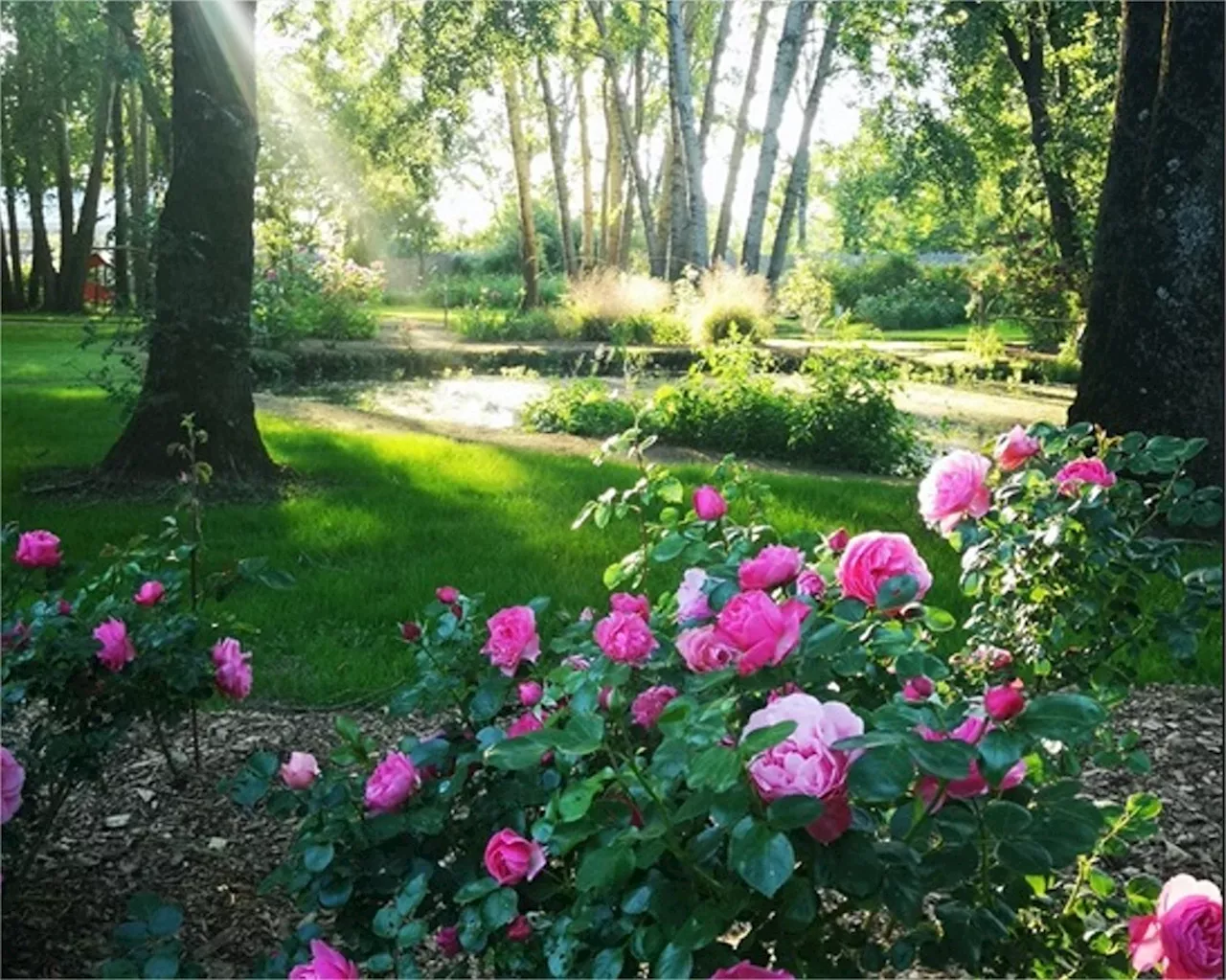 Près d'Angers. La plus grande roseraie des Pays de la Loire rouvre bientôt : voici le programme