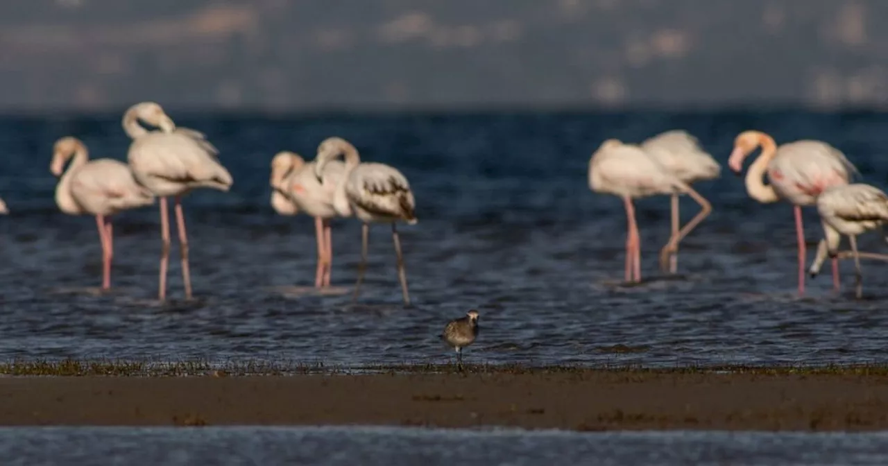 I fenicotteri africani rischiano l'estinzione per l'innalzamento dei laghi