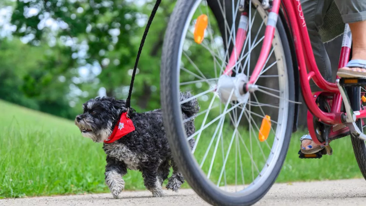 Den Hund mit dem Radl Gassi führen?