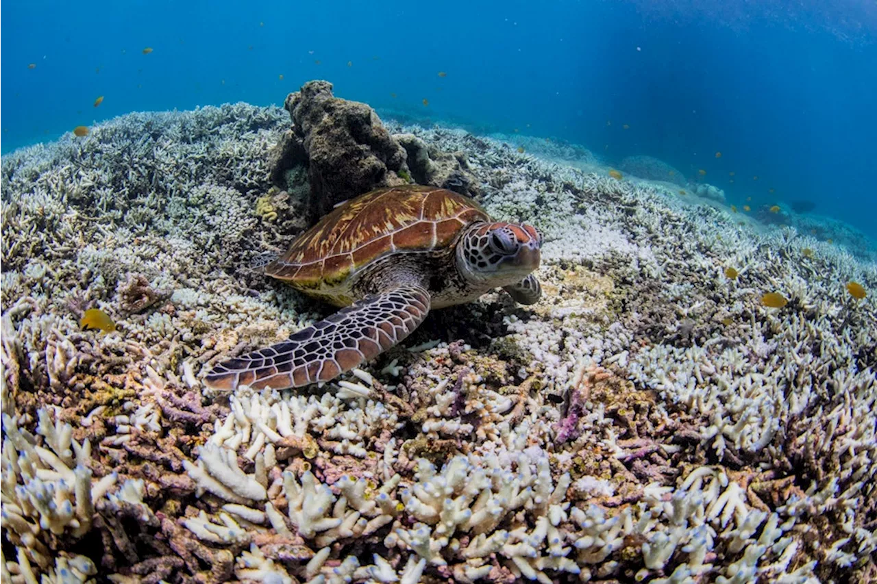 Great Barrier Reef in Australien: Korallenbleiche so schlimm wie noch nie