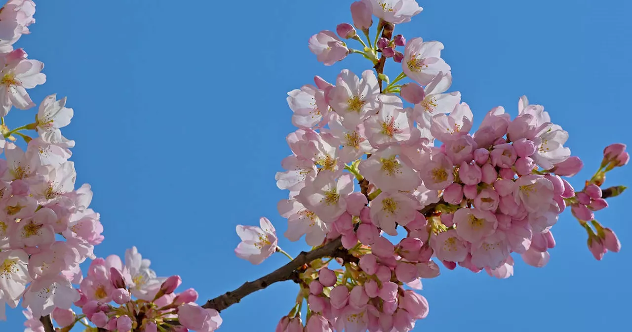 Toronto installs sign in High Park warning people to behave around cherry blossoms