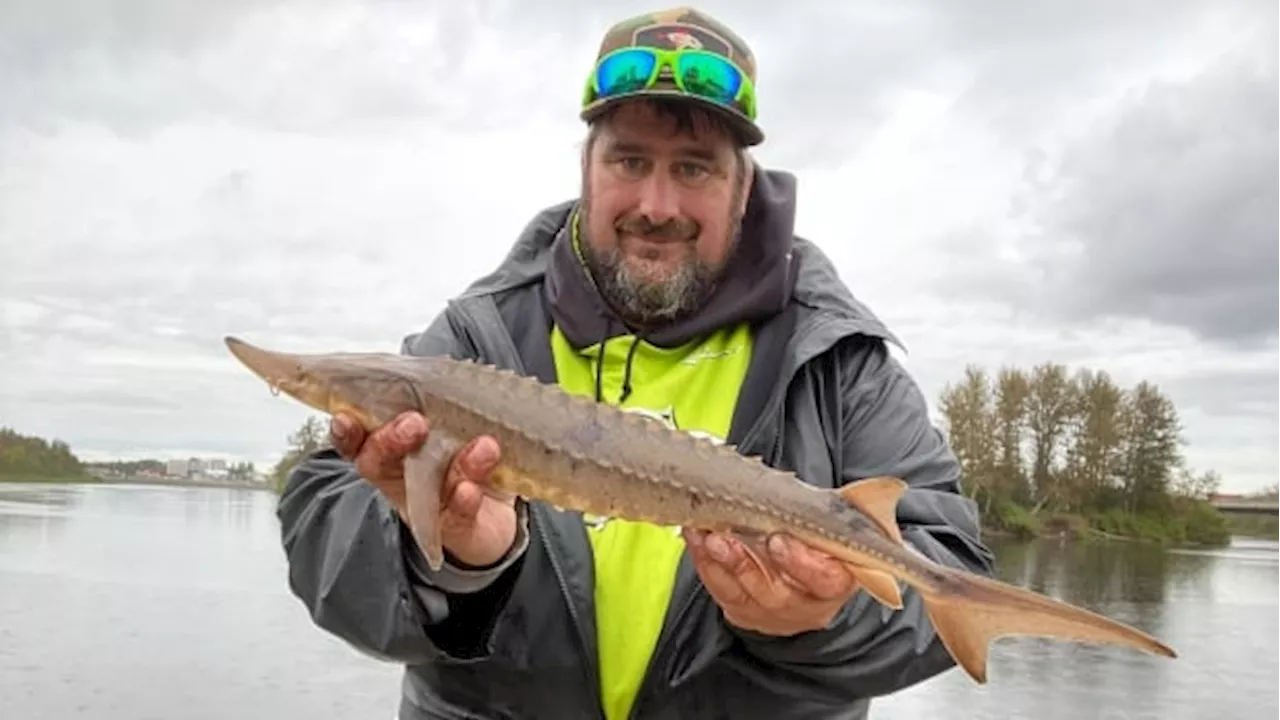 'Blessed with what's in our rivers': Northern Ontario waters a refuge for sturgeon