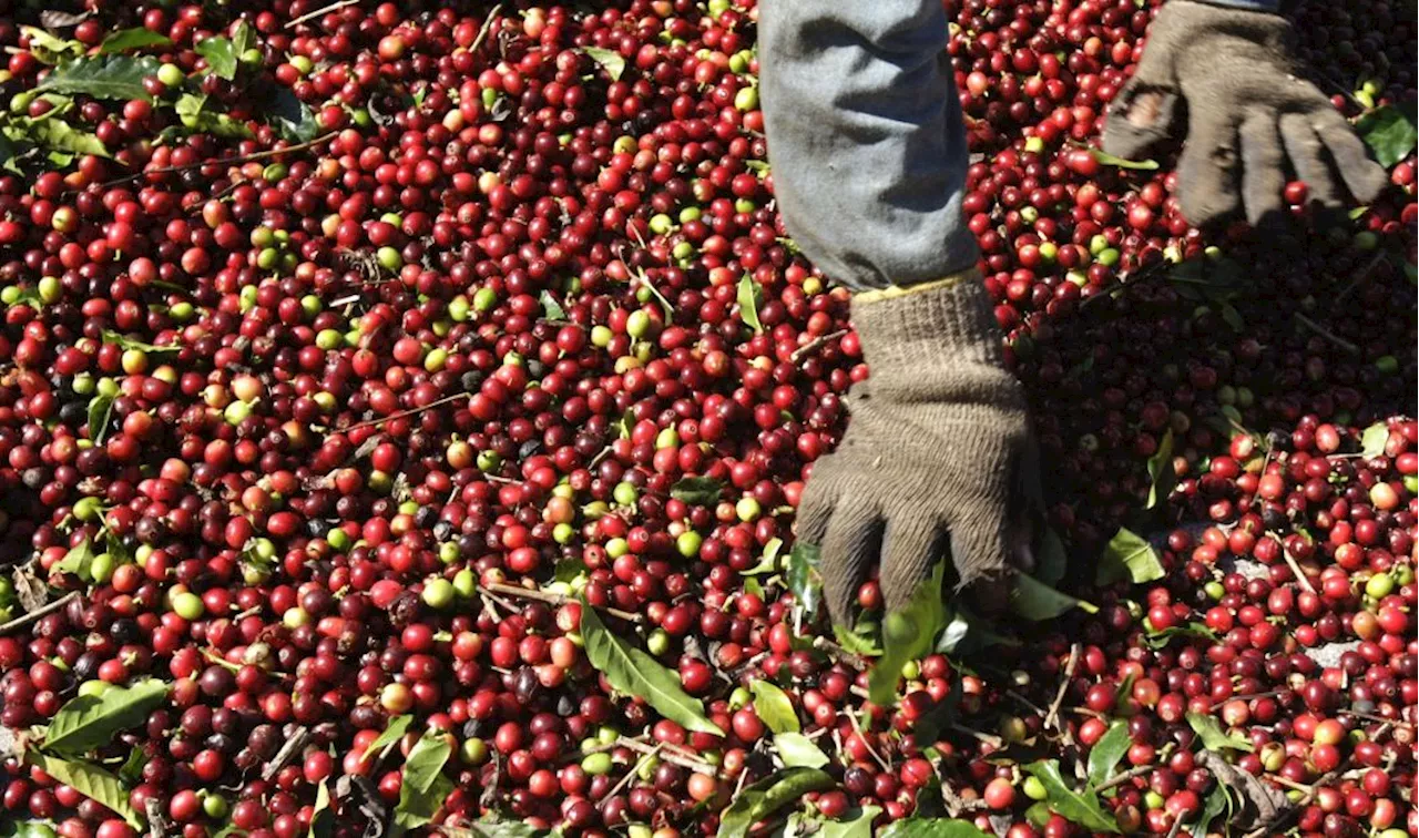 Grupo de pesquisadores com brasileiros sequencia genoma do café arábica