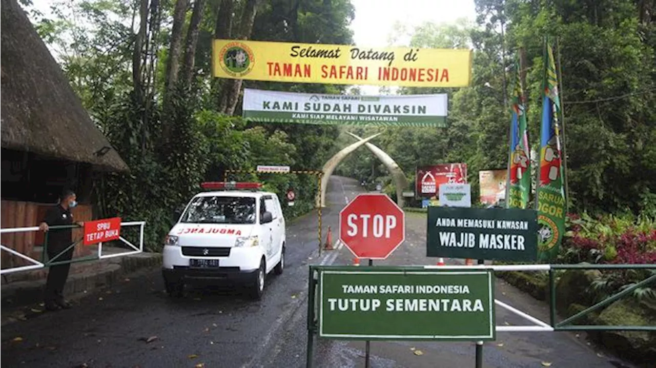 Viral Aksi Bahaya Pengunjung Taman Safari Buka Jendela di Area Singa