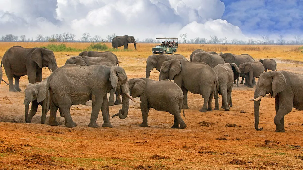 How you CAN go on safari on a budget: From gorillas in Uganda to South African elephants