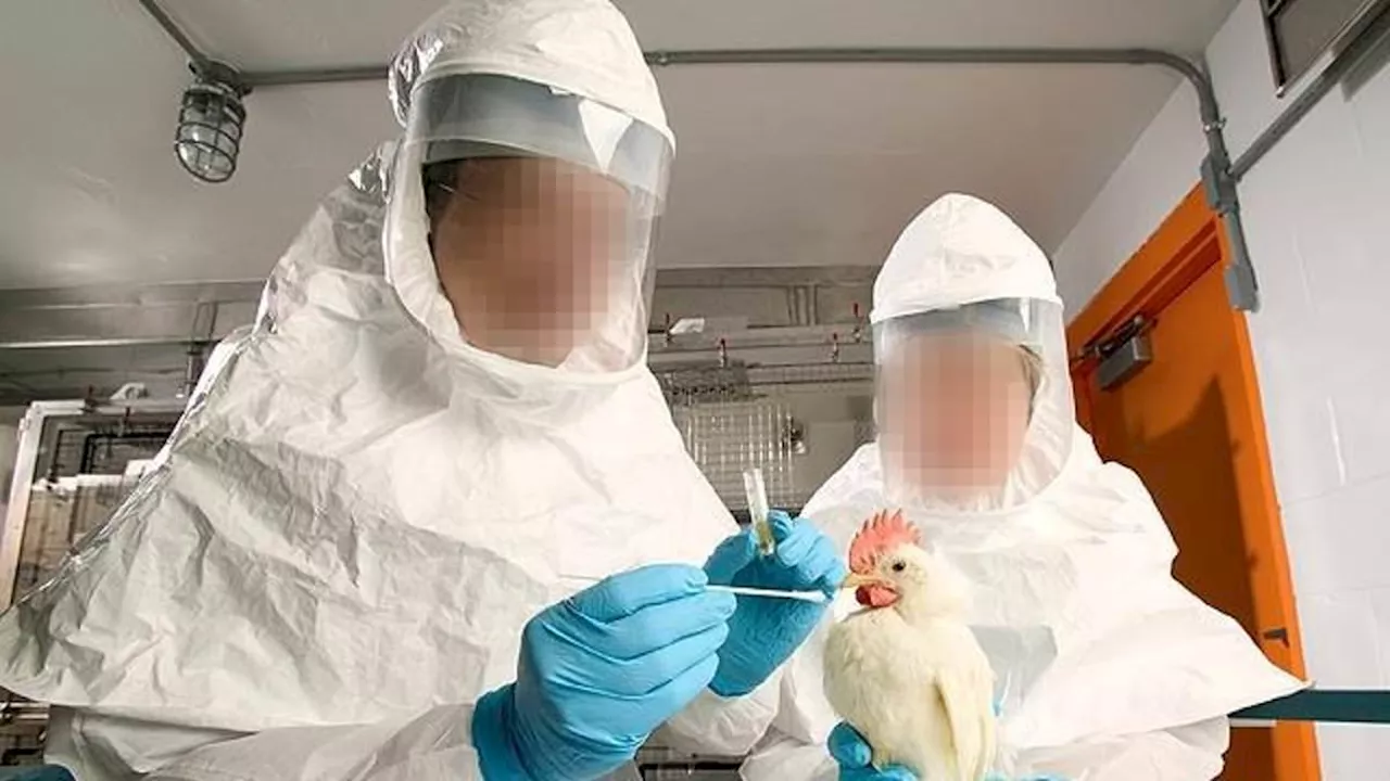 USDA and China CCP lab are creating deadly BIRD FLU viruses as part of $1m collaboration