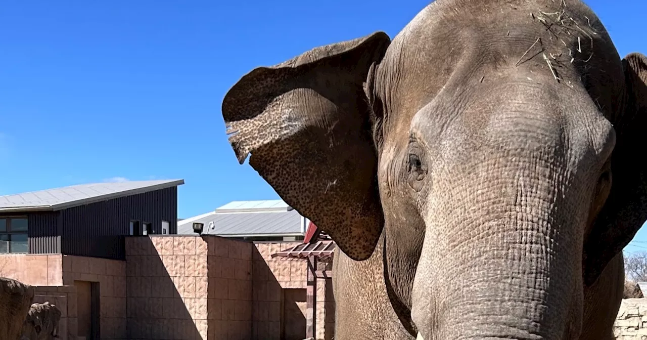 Elephant at the Denver Zoo moving to Houston