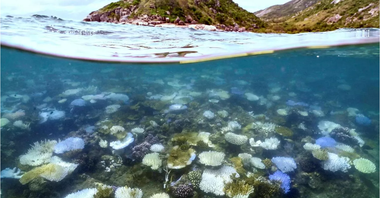 Korallenbleiche am Great Barrier Reef so schlimm wie nie zuvor