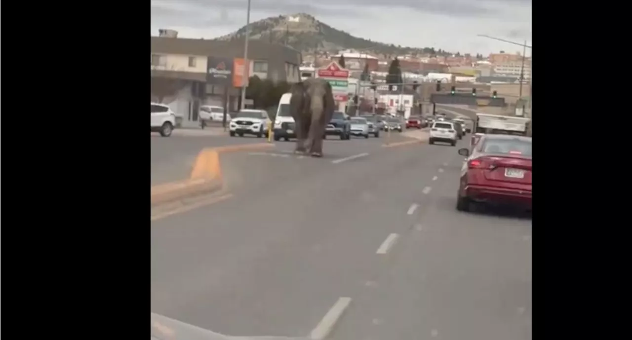 VIDEO: ¿Jumanji? Elefante se escapa de circo en Montana y pasea por las calles