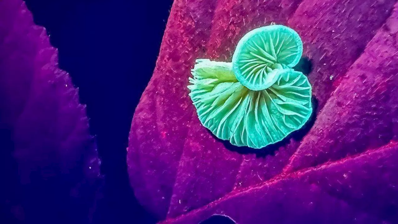 Las increíbles imágenes de un bosque reveladas gracias a los rayos ultravioletas