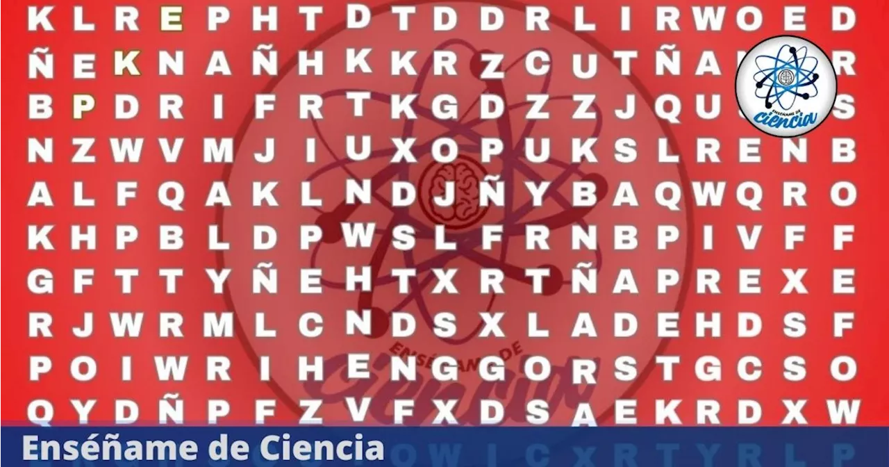 Acertijo visual BÁSICO: Ubica la palabra “SANGRE” en la sopa de letras nivel para PRINCIPIANTES