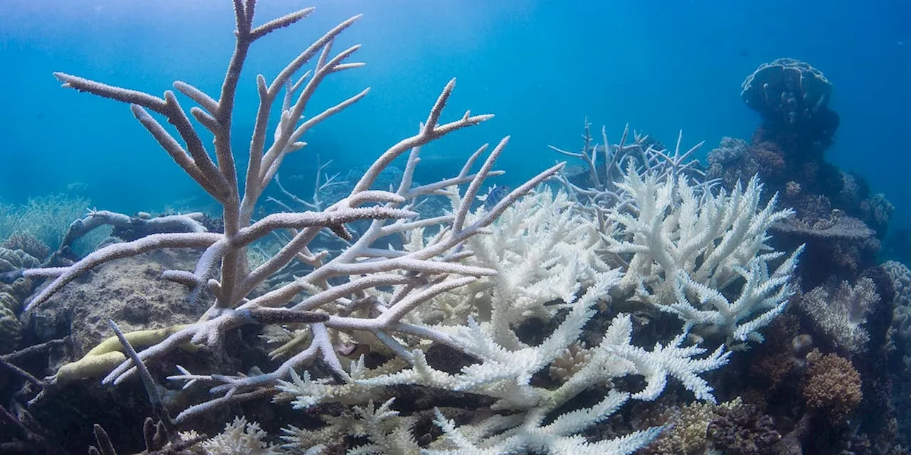 Schlimmste jemals beobachtete Korallenbleiche in Australiens Great Barrier Reef