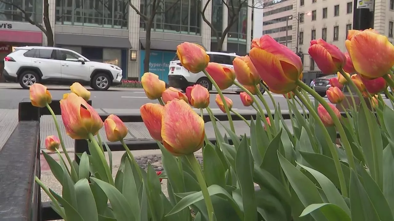 Chicago unveils new 'Magnificent Mile Tulip' in spring display