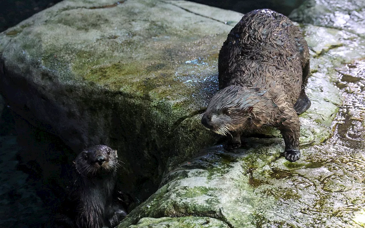 California aquarium pairs stranded sea otter pups with surrogate moms