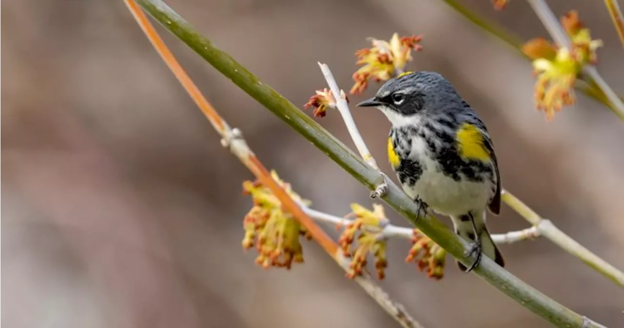 Start of spring migration has Manitoba birdwatchers flocking together