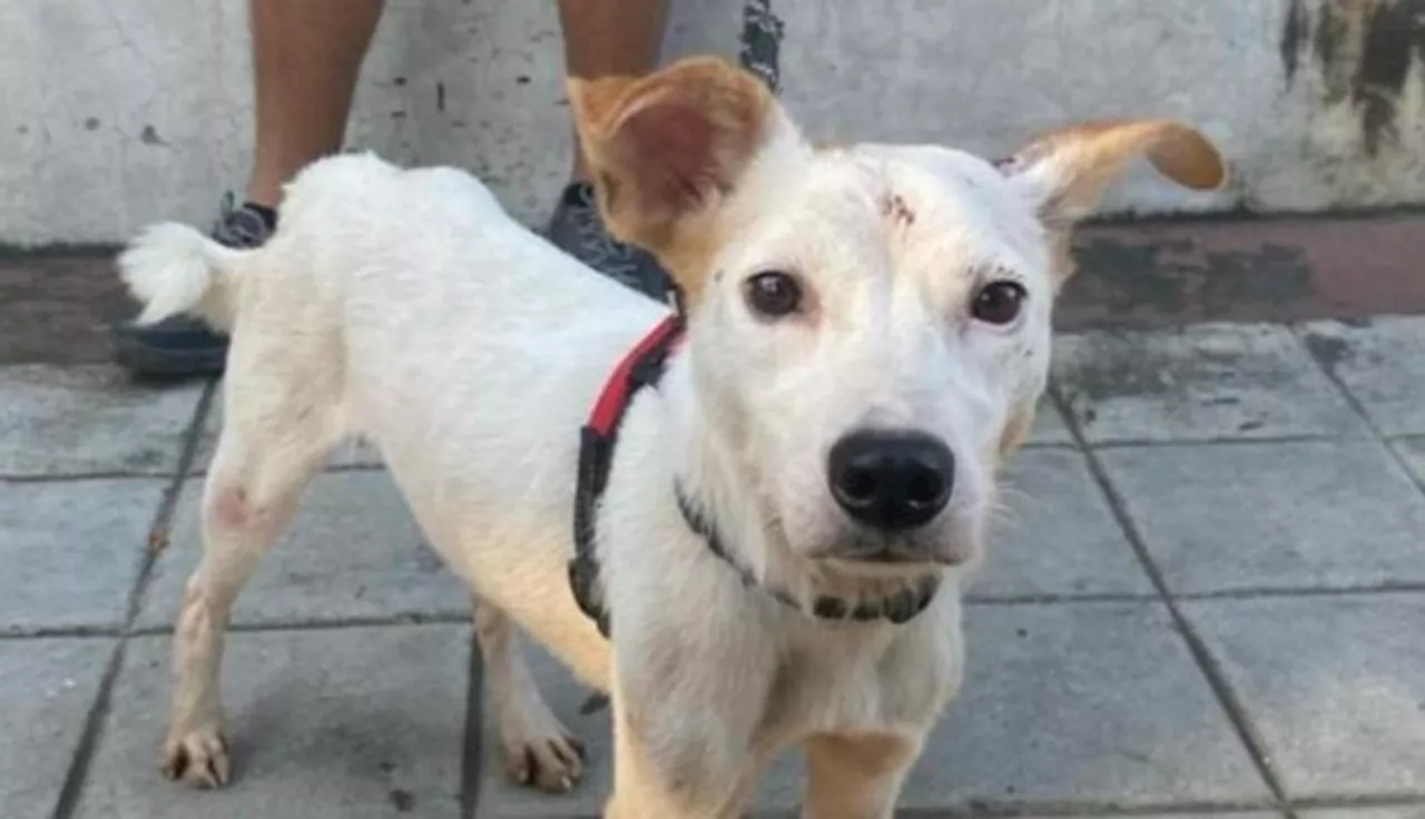 PETA seeks forever home for dog rescued from wall in Cavite