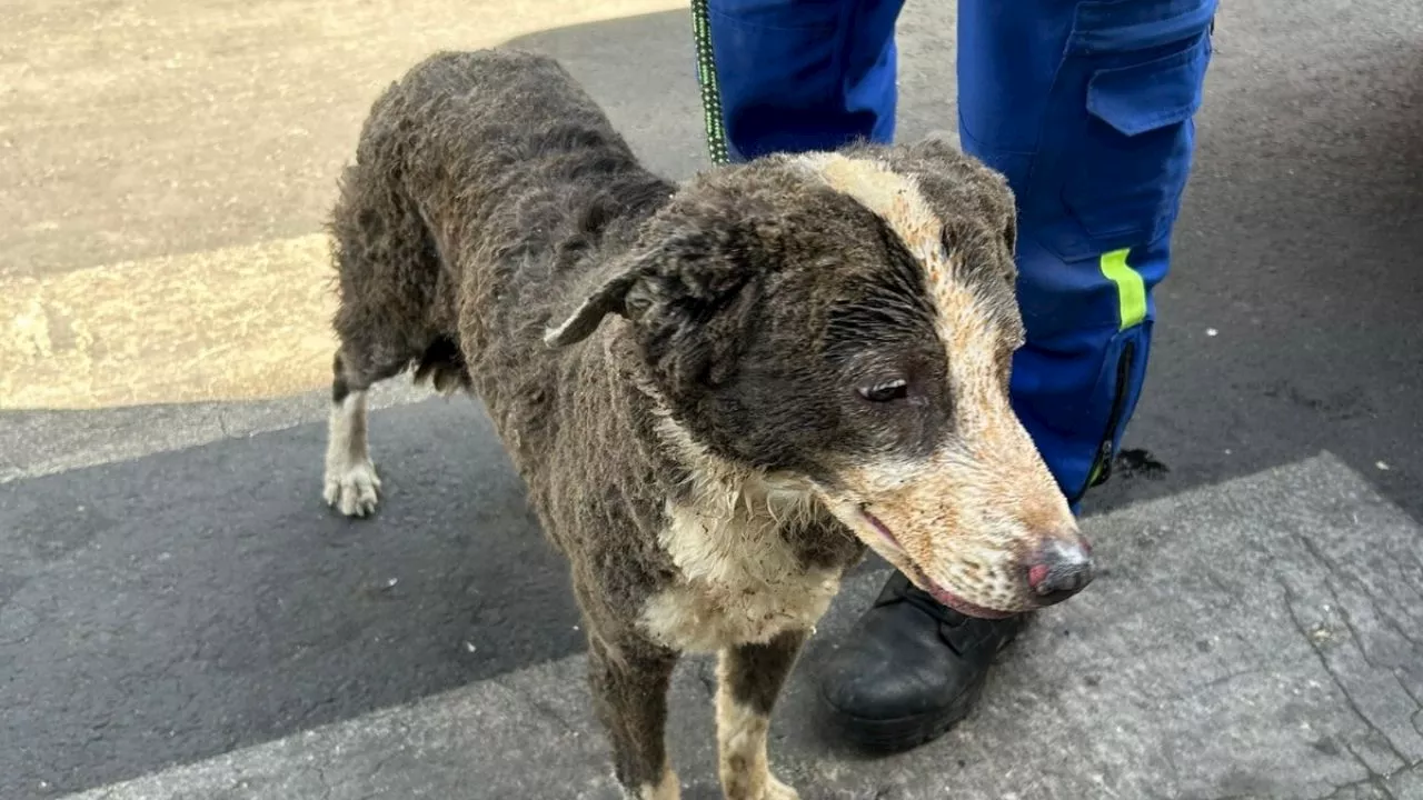 Perrito rescatado en explosión de Tlalpan necesitará al menos una cirugía, se encuentra grave