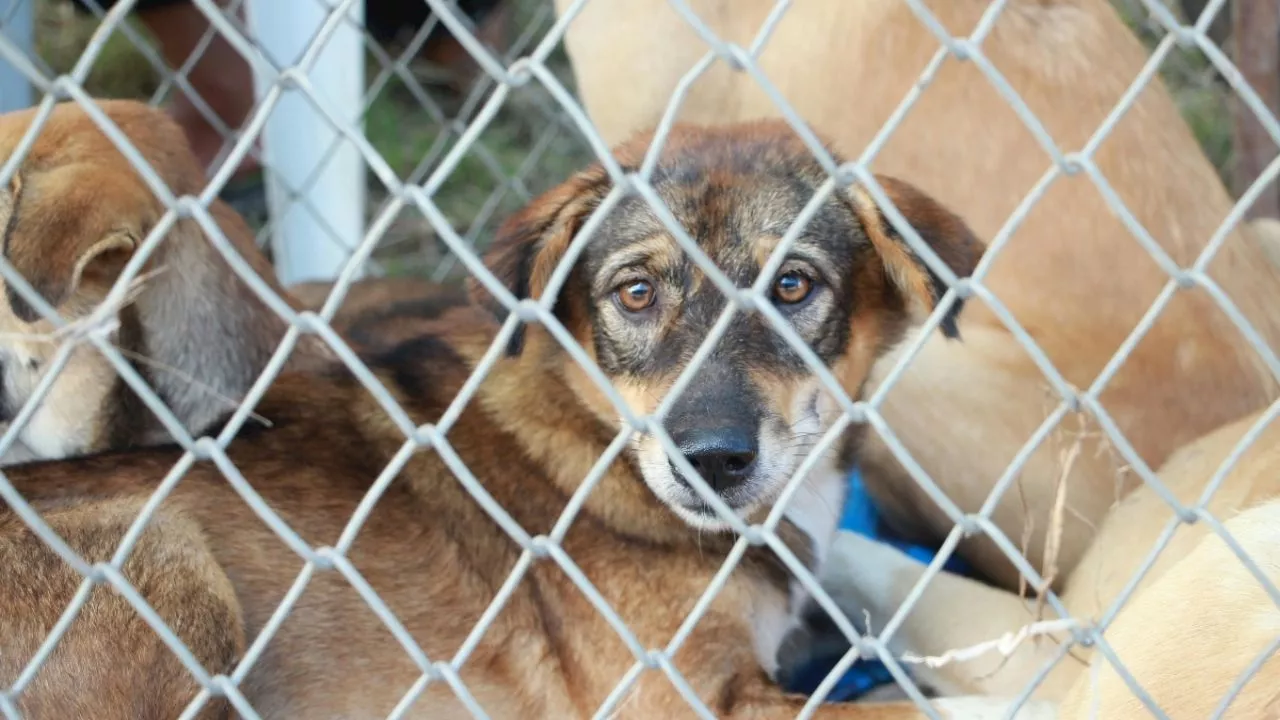 ¿Qué está pasando en Durango? denuncian envenenamiento masivo de perros, aves, ardillas y serpientes