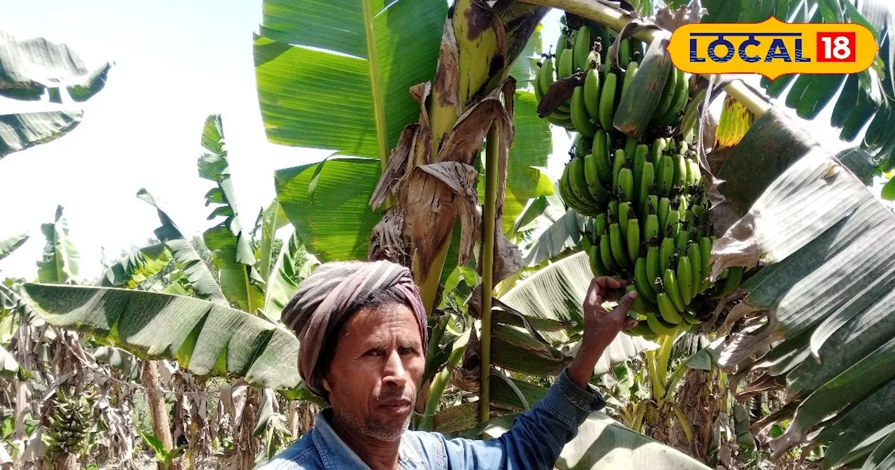 केले की खेती से मालामाल हुआ बाराबंकी का किसान, साल में कमा रहा लाखों का मुनाफा