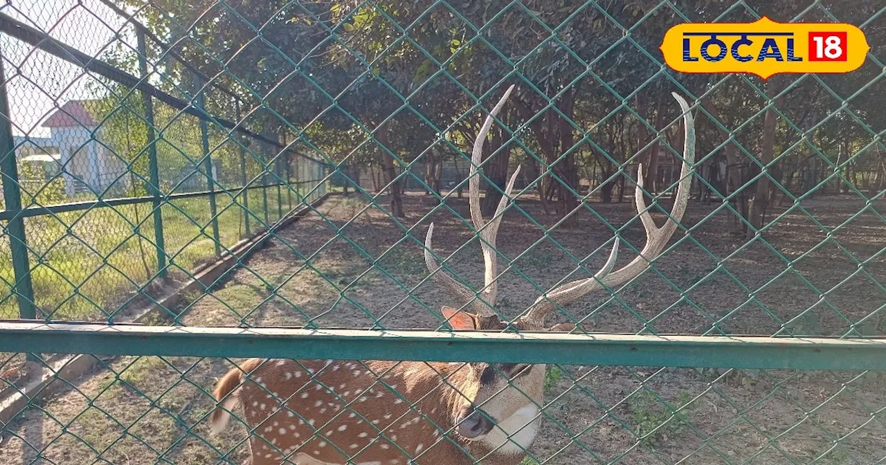 गोरखपुर चिड़ियाघर में अब पर्यटक करेंगे नए जानवरों का दीदार, अब दिखेंगे काले हिरण और स्वर्ण मृग