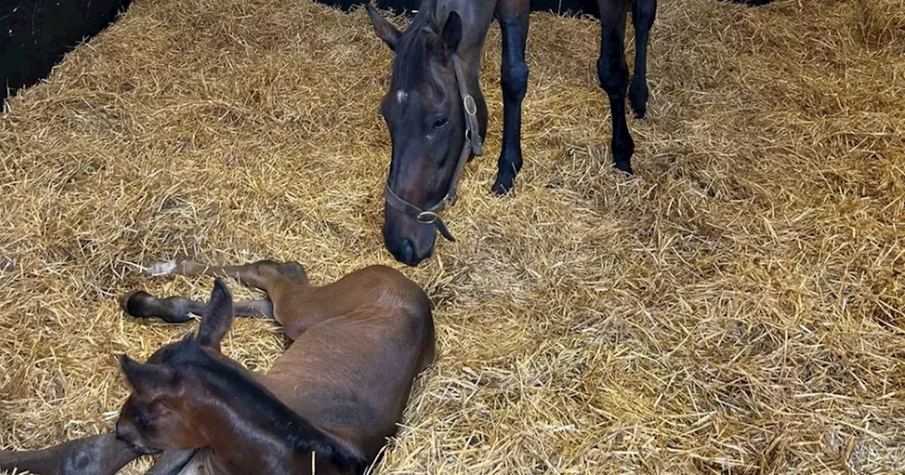 Gordon Elliott-trained supermare sold for €530,000 gives birth to foal