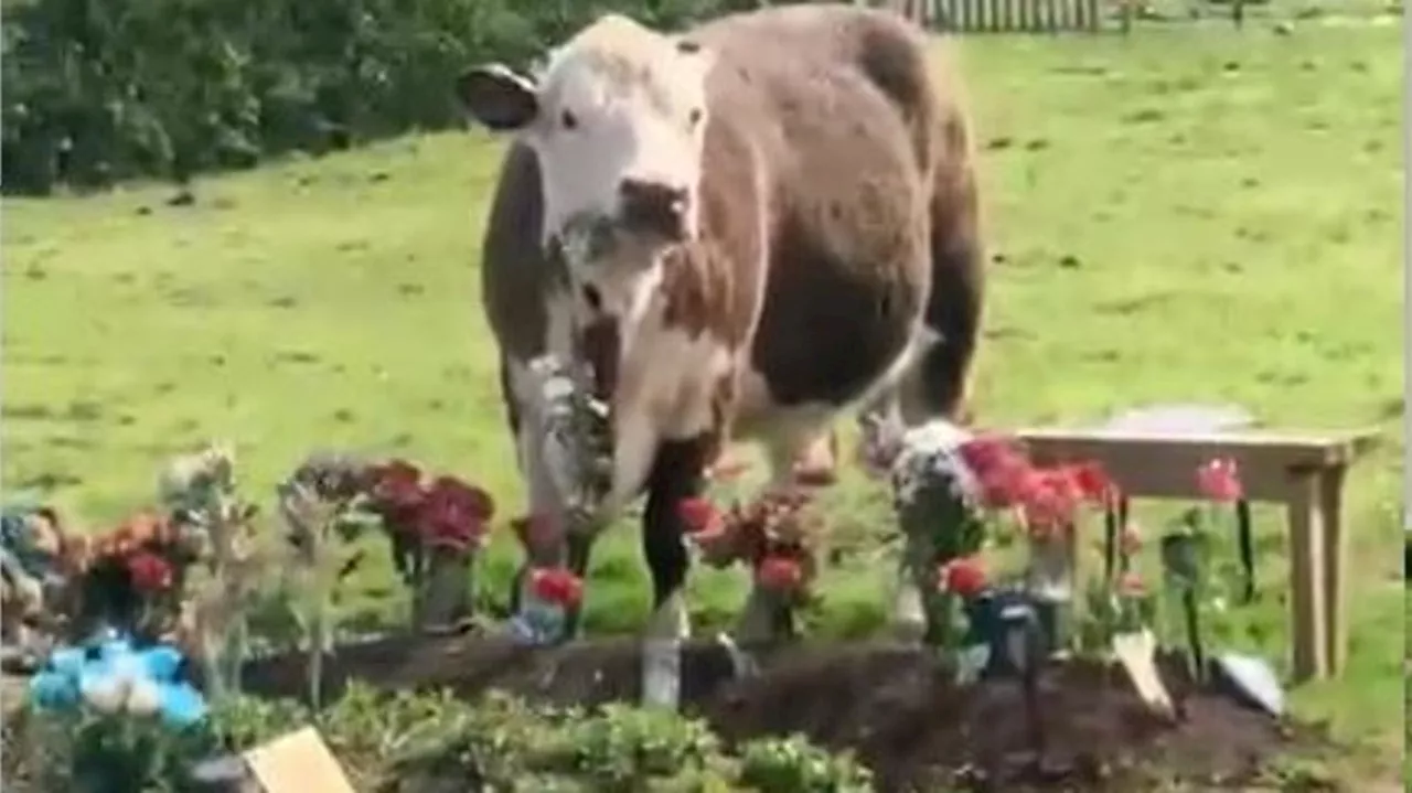 Relatives speak of horror after escaped cows trash Bristol cemetery