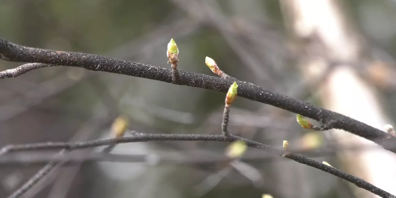 Fires and floods at risk with early May “Green Up”