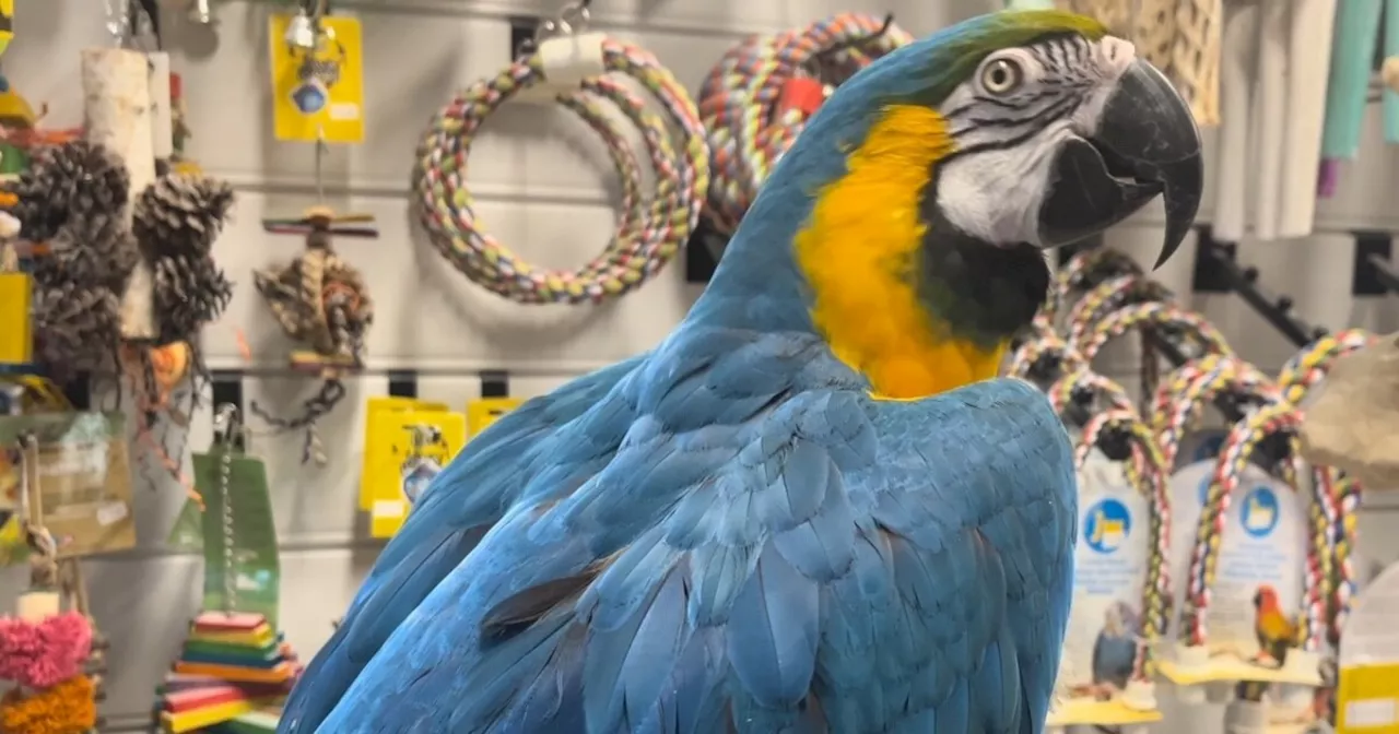 Paradise Parrot Rescue expanding in Tucson to care for abandoned birds