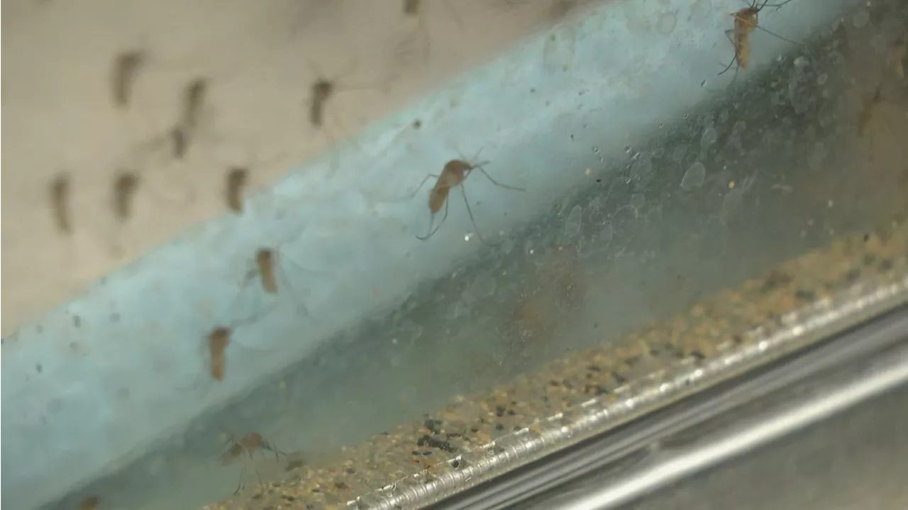 Mosquito Season Predicted to be Busy in Harris County