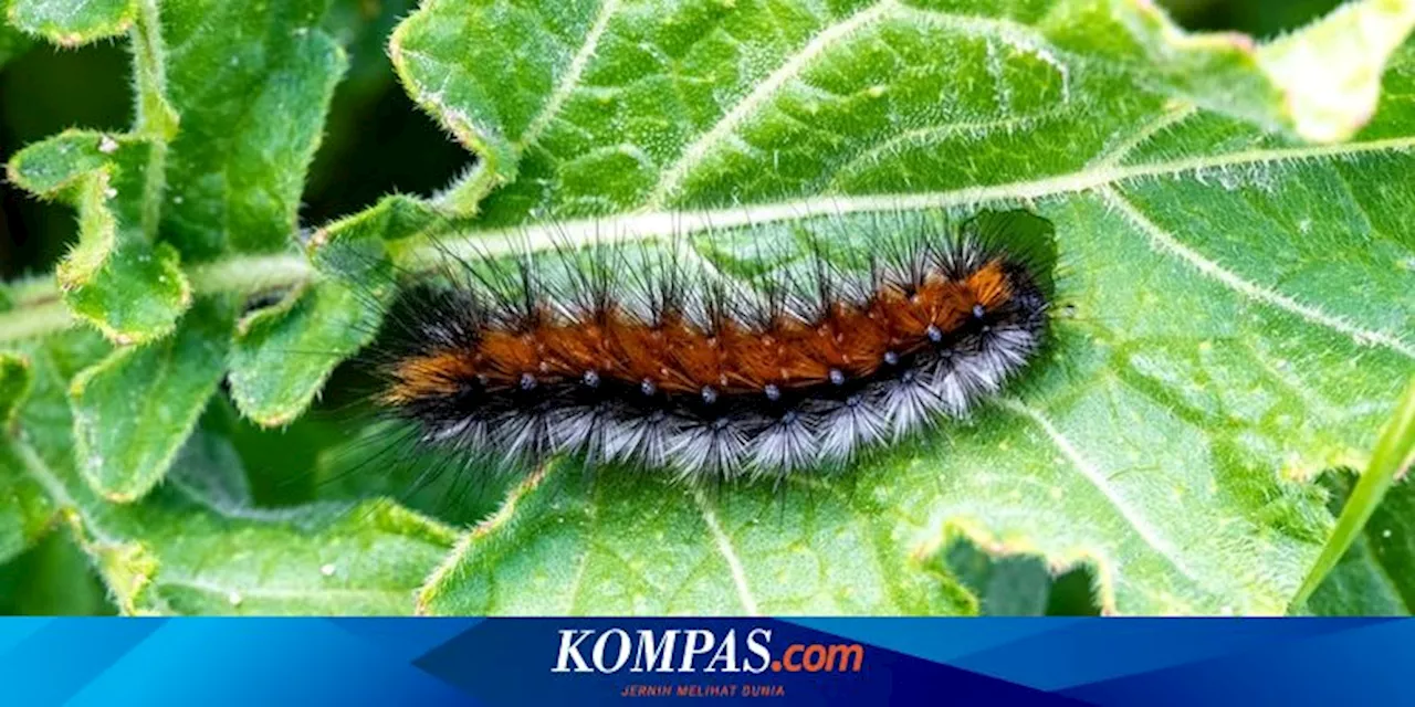 Cara Membasmi Ulat Bulu dari Tanaman dan Kebun, Tanpa Bahan Kimia