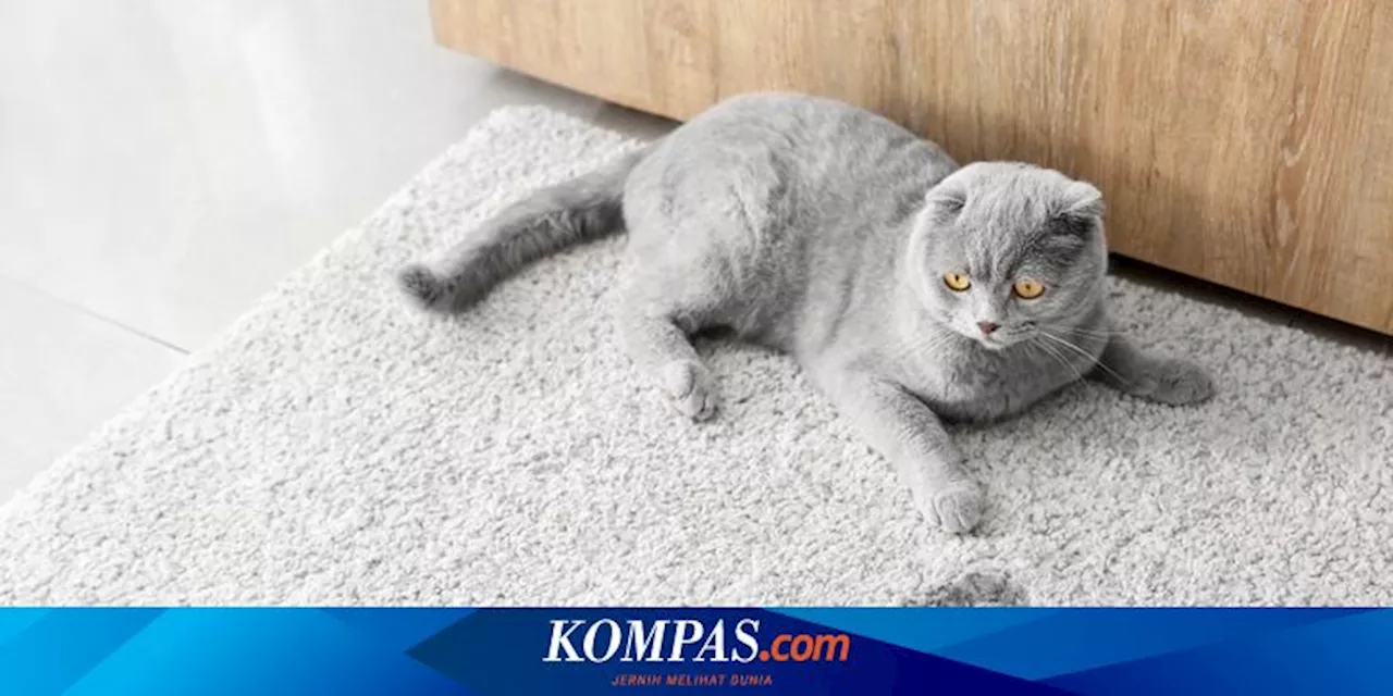 Cara Menghilangkan Bau Kencing Kucing di Rumah