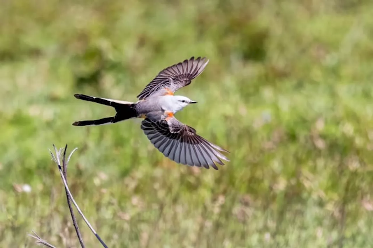 How Houston and everyone can birdwatch Galveston’s Featherfest