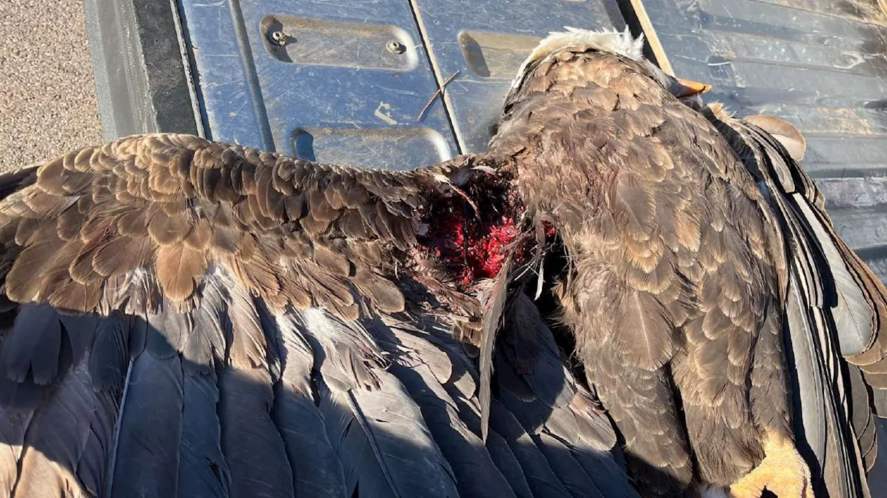 $10K reward offered in case of bald eagle shot in Utah