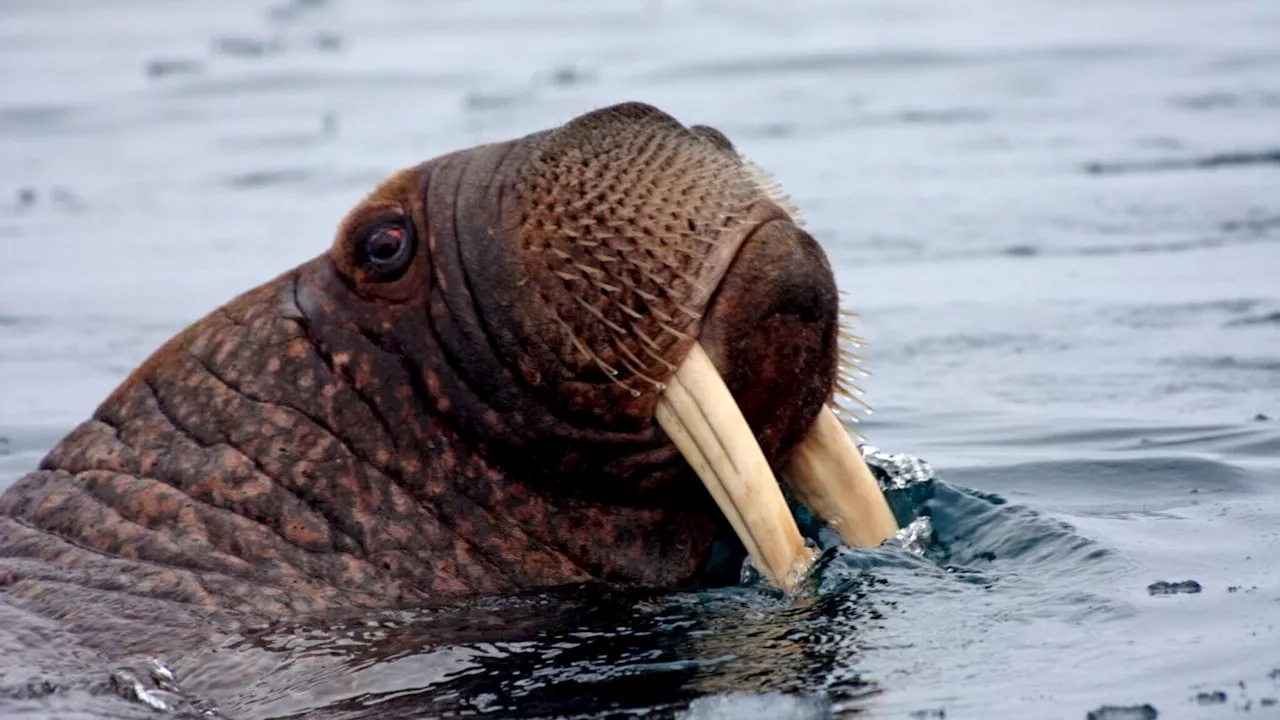 Scientists, Alaska Native leaders say the Arctic faces a growing crisis from plastic waste