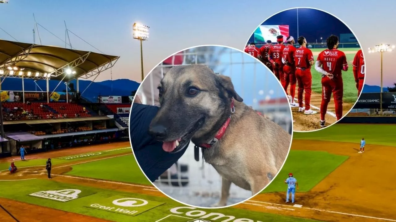 Conoce a Sky, la perrita que cuida el estadio del Águila de Veracruz